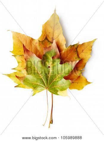 Maple Autumn Leaves