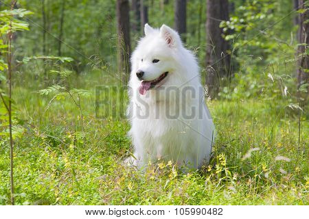 Samoyed Puppy In The Wood