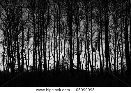 Woods Autumn Forest Black And White