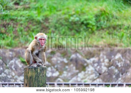 Japanese Macaque - Macaca Fuscata