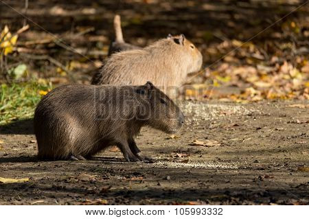 Close Up Photo Of Capybara