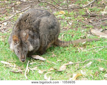 Pademelon
