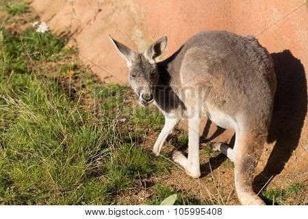 Red Kangaroo