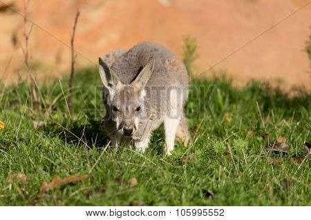 Red Kangaroo