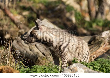 Striped Hyena (hyaena Hyaena)