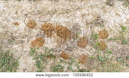 Wasp Holes On Surface Of The Soil