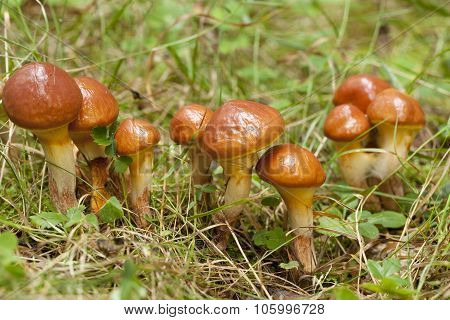 Mushrooms