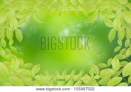 Background Texture Leaves