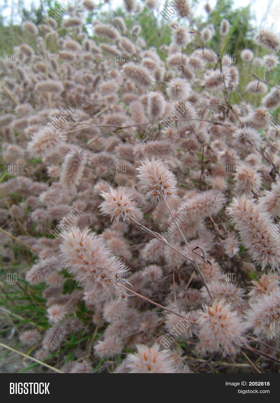 Rabbit Tail Grass Image & Photo (Free Trial) | Bigstock