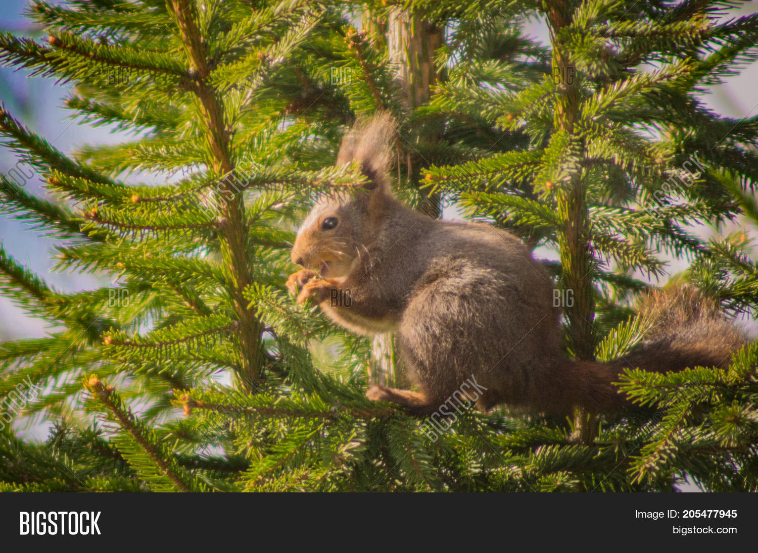 Squirrel Sitting Down Image & Photo (Free Trial) Bigstock