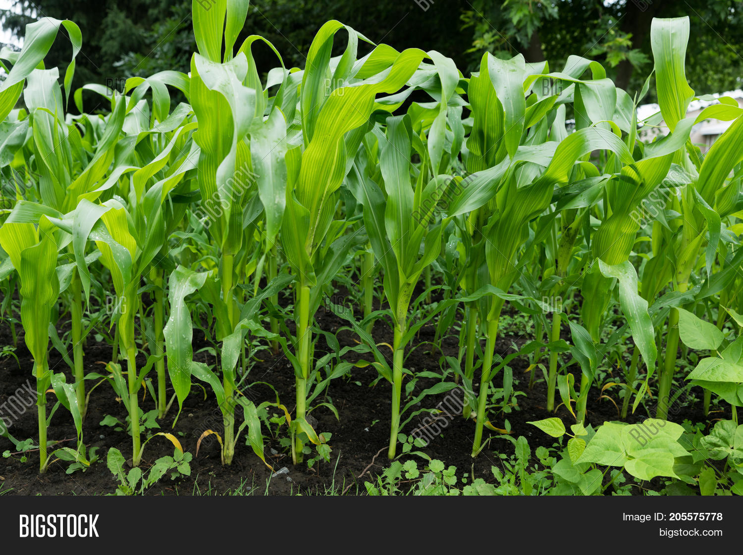 Healthy Corn Plants Image & Photo (Free Trial) Bigstock