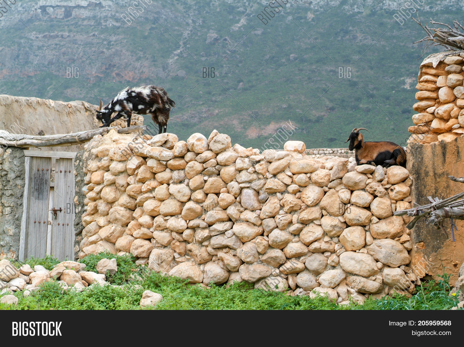 Two Goats On Wall Image & Photo (Free Trial) Bigstock