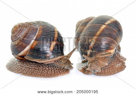 Bourgogne snails in front of white background