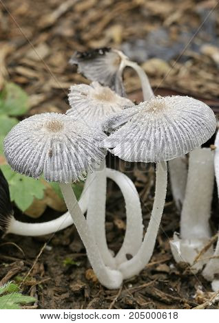 Hare'sfoot Ink Cap Fungus - Coprinopsis lagopus