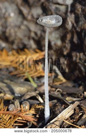 Hare'sfoot Ink-cap Fungus