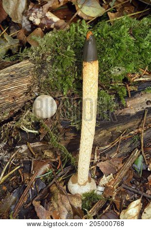 Dog Stinkhorn Fungus