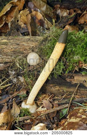 Dog Stinkhorn Fungus