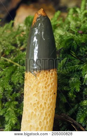 Dog Stinkhorn