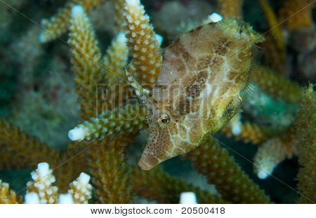 Štíhlé Filefish