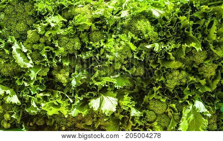 Fresh broccoli rabe - Cima di rapa - Brassica rapa
