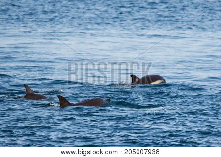 A Family Of Dolphins Swim In The Black Sea