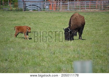 north American bison / buffalo can be seen in several national parks