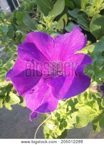 Fiore  viola sbocciato in una giardino siciliano