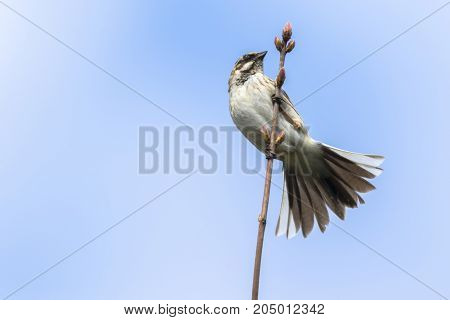 Common Reed Bunting  (emberiza Schoeniclus)