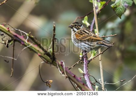 Common Reed Bunting  (emberiza Schoeniclus)