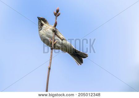 Common Reed Bunting  (emberiza Schoeniclus)