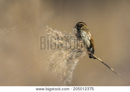 Common Reed Bunting  (emberiza Schoeniclus)
