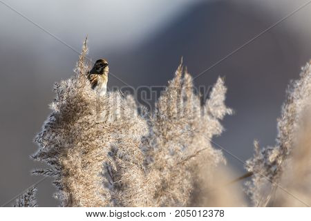 Common Reed Bunting  (emberiza Schoeniclus)