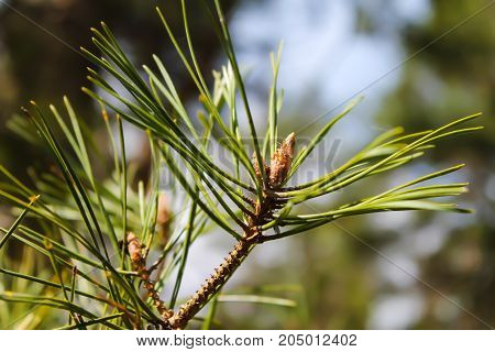 Small cone on a pine branch closeup