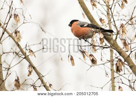 Eurasian Bullfinch (pyrrhula Pyrrhula)