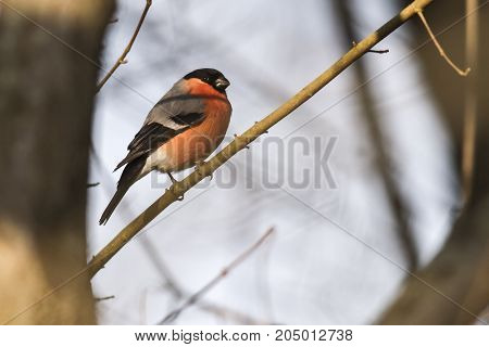 Eurasian Bullfinch (pyrrhula Pyrrhula)