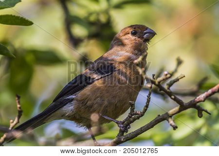 Eurasian Bullfinch (pyrrhula Pyrrhula)