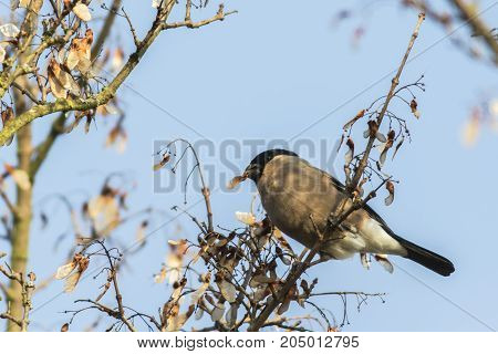 Eurasian Bullfinch (pyrrhula Pyrrhula)