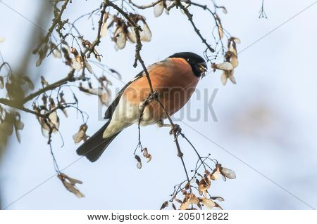 Eurasian Bullfinch (pyrrhula Pyrrhula)