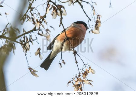 Eurasian Bullfinch (pyrrhula Pyrrhula)