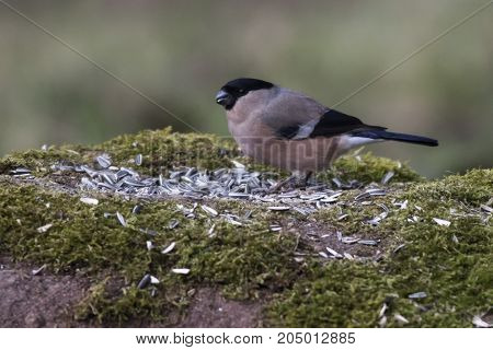 Eurasian Bullfinch (pyrrhula Pyrrhula)