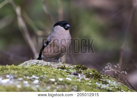 Eurasian Bullfinch (pyrrhula Pyrrhula)