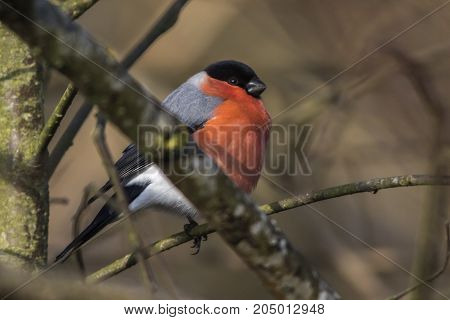 Eurasian Bullfinch (pyrrhula Pyrrhula)