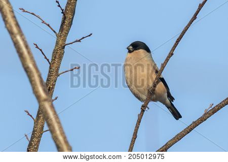 Eurasian Bullfinch (pyrrhula Pyrrhula)