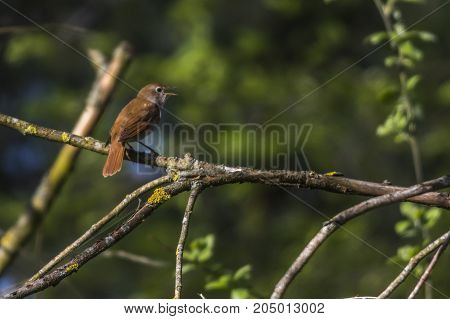 Nightingale (luscina Megarhynchos)