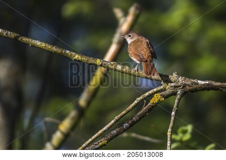 Nightingale (luscina Megarhynchos)