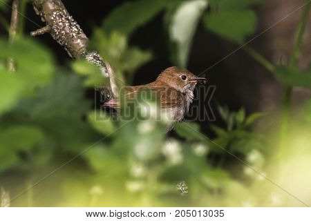 Nightingale (luscina Megarhynchos)