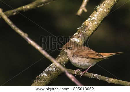 Nightingale (luscina Megarhynchos)