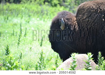 north American bison / buffalo scratching himself on a rock