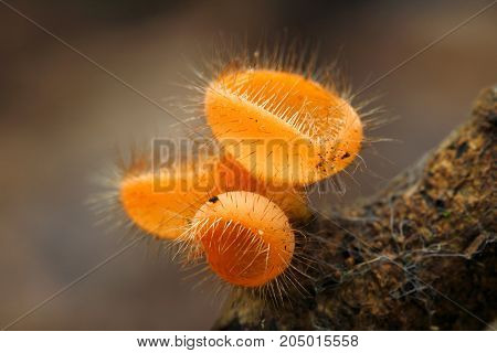 Cookeina tricholoma : a small hairy cup fungi found in tropical rainforest of Southeast Asia