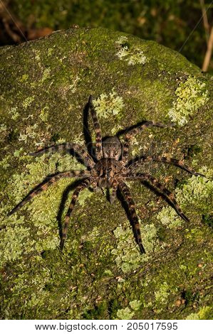 A close up of a Dark Fishing Spider hunting on a rock wall at night.